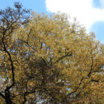 Baumkrone eines Kastanienbaums mit blauen Himmel